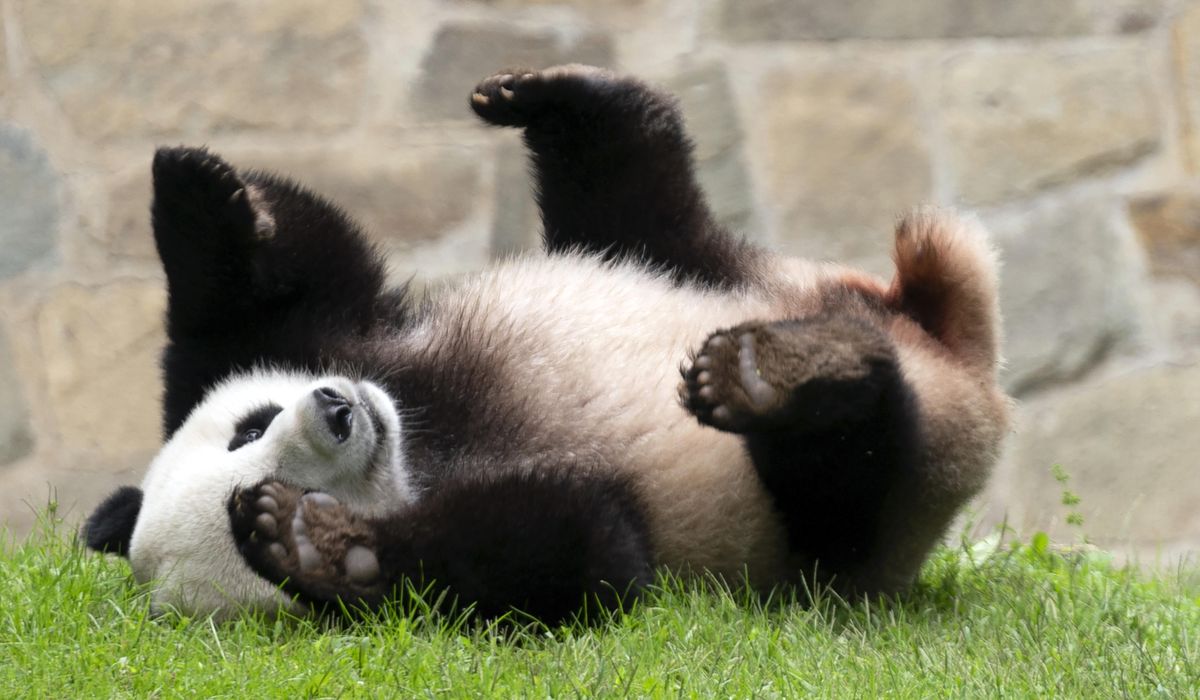 NextImg:Panda-mania 2.0: D.C.’s National Zoo to get two new pandas from China