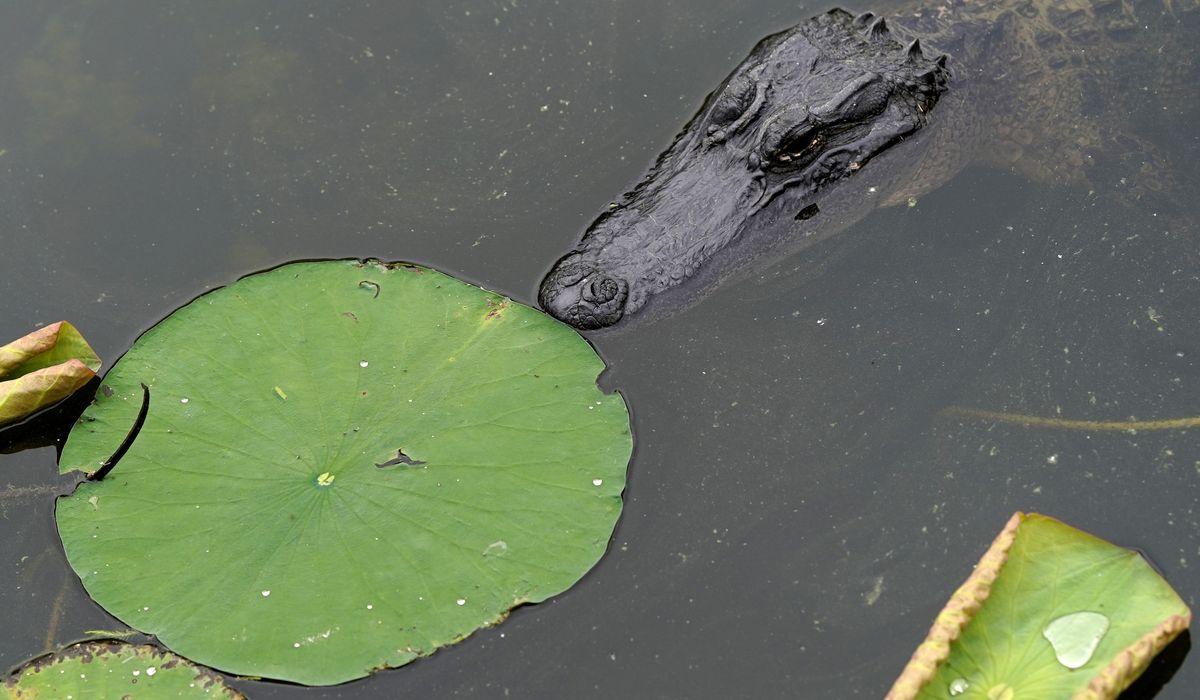 NextImg:Houston police find an alligator with a dead woman in its jaws