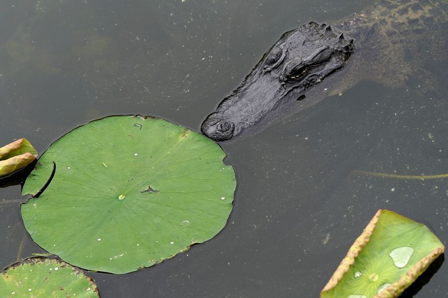 An alligator floats in the water Monday, April 20, 2020, at Sheldon Lake State Park and Environmental Learning Center in Houston. (AP Photo/David J. Phillip) **FILE**