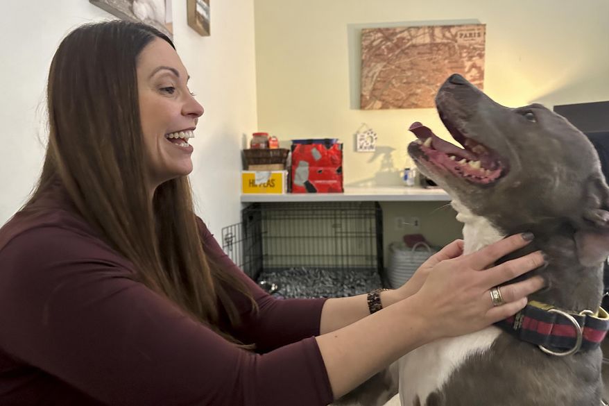 Mohawk Hudson Humane Society CEO Ashley Jeffrey Bouck plays with Kaine, a dog awaiting adoption, in the office where he is housed because of overcrowding at the shelter, on Thursday, Nov. 30, 2023, in Menands, N.Y. (AP Photo/Michael Hill)