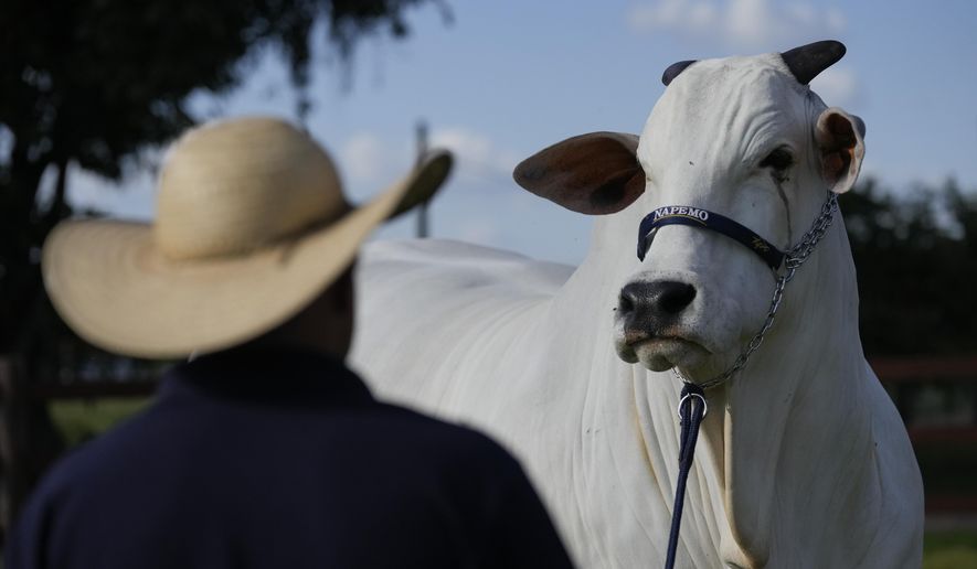 A stockman watches over the Nelore cow known as Viatina-19 at a farm in Uberaba, Minas Gerais state, Brazil, Friday, April 26, 2024Viatina-19 is the product of years of efforts to raise meatier cows, and is the most expensive cow ever sold at auction, according to Guinness World Records. (AP Photo/Silvia Izquierdo)