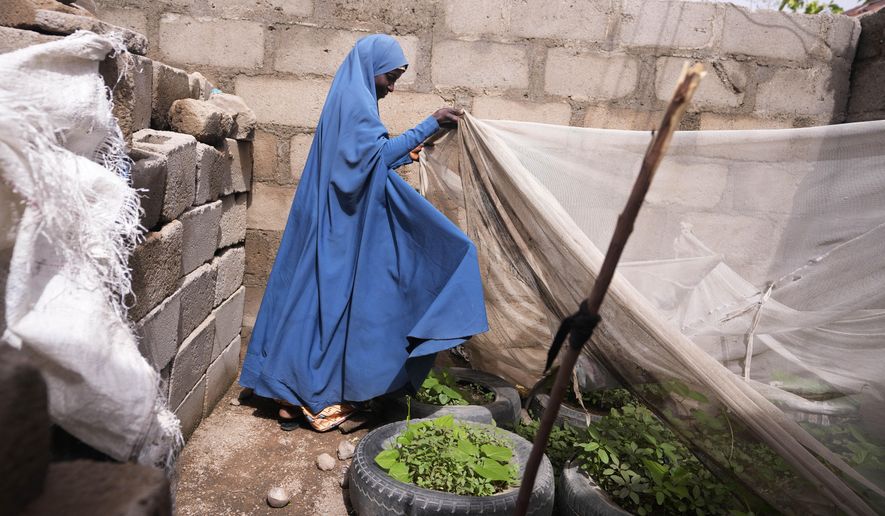 Aisha Aliyu, 36-year-old mother of five, who talked about how her last child "used to be skinny but is growing fatter" shows her farm in Kaltungo Poshereng Nigeria, Sunday, June 2, 2024. More than a dozen women gathered this week in Kaltungo's Poshereng village where they are learning at least 200 recipes they can prepare with those local foods which, in the absence of rain, are grown in sand-filled sacks that require small amounts of water. The training session mirrored the struggles of households who are more challenged amid Nigeria's worst cost of living crisis. (AP Photo/Sunday Alamba)