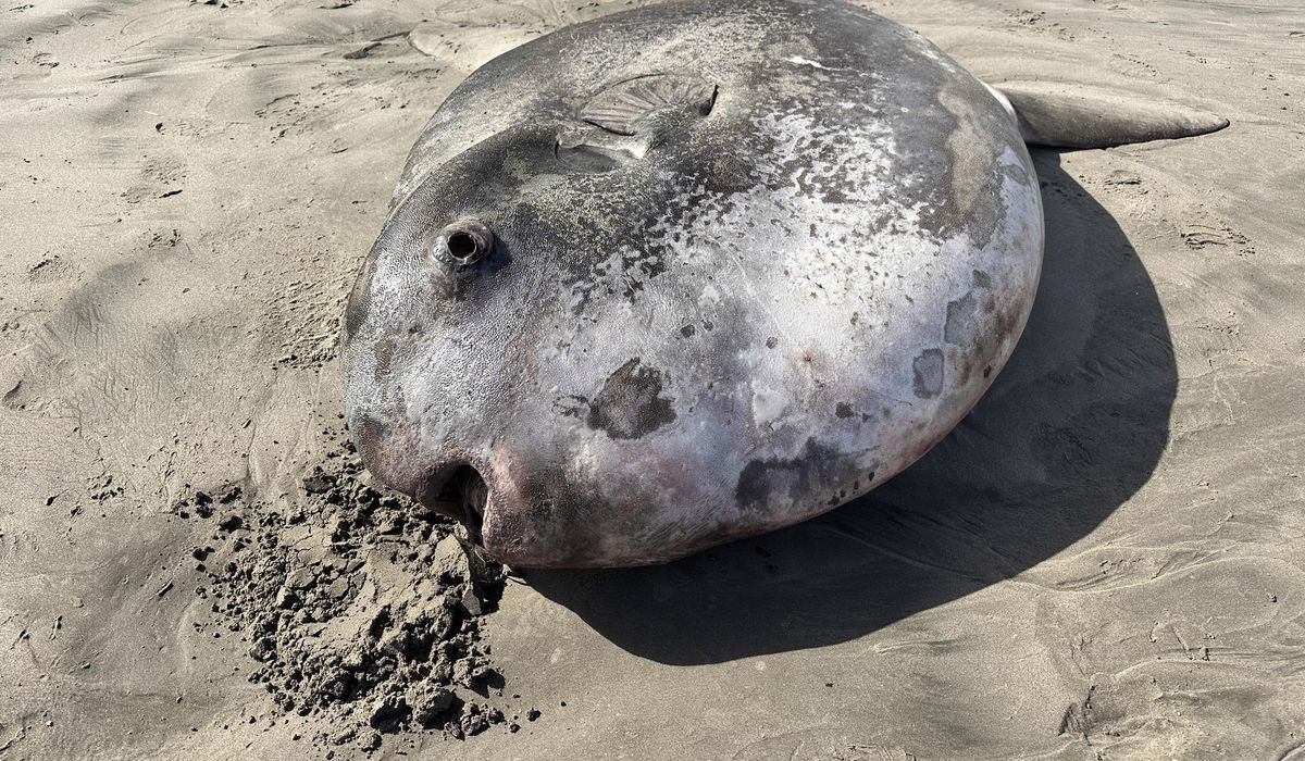 NextImg:Sunfish on Oregon beach possibly the largest specimen ever sampled