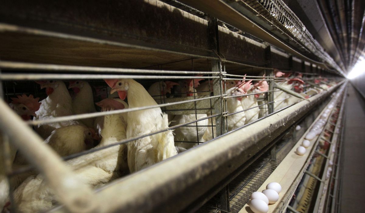 NextImg:Federal government awards Moderna $176 million in drive for bird-flu shot