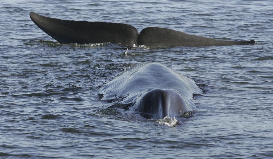 A fin whale is seen stranded, possibly stuck on its belly, in a shallow fjord on the western coast at Vejle, Denmark, on June 16, 2010. A cruise ship struck a pregnant whale (not pictured) in waters off the coast of Alaska, killing the endangered marine mammal. (Benny F. Nielsen, Polfoto via AP, File)