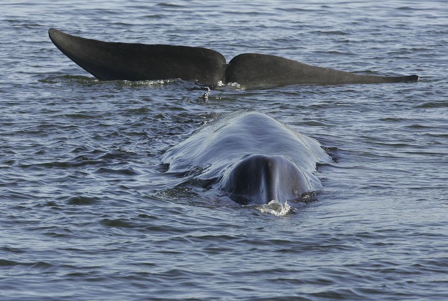 A fin whale is seen stranded, possibly stuck on its belly, in a shallow fjord on the western coast at Vejle, Denmark, on June 16, 2010. A cruise ship struck a pregnant whale (not pictured) in waters off the coast of Alaska, killing the endangered marine mammal. (Benny F. Nielsen, Polfoto via AP, File)