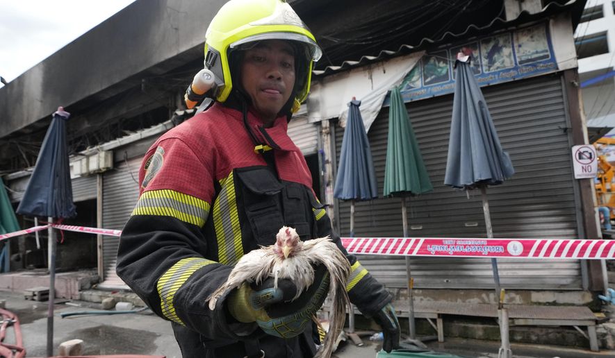 Thai rescuer carries a survived chicken from a fire at the Chatuchak weekend market in Bangkok, Thailand, Tuesday, June 11, 2024. Hundreds of caged animals died Tuesday after the fire struck Chatuchak Weekend Market, one of the most famous markets in Thailand’s capital. (AP Photo/Sakchai Lalit)