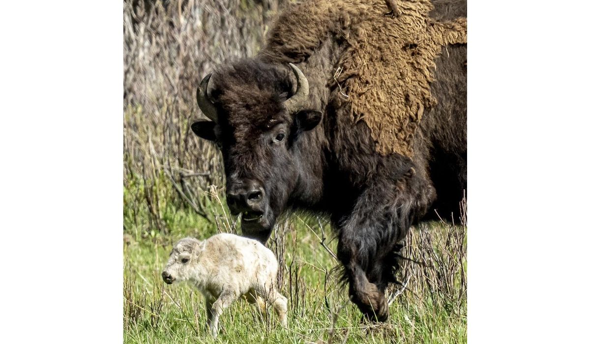 NextImg:Birth of white buffalo at Yellowstone fulfills American Indian prophecy