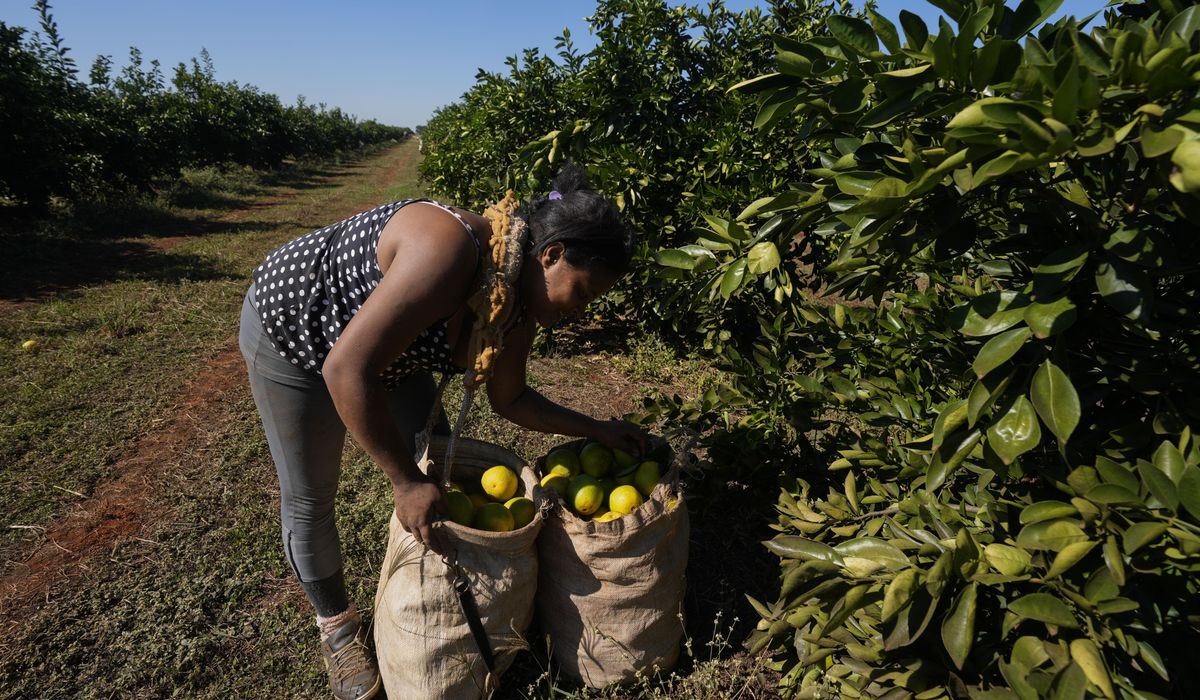 NextImg:High orange juice prices may be around for a while due to disease and extreme weather