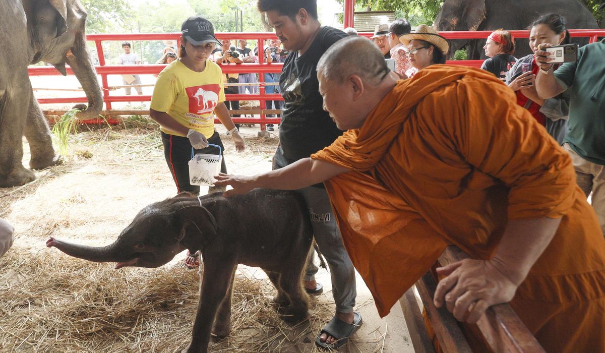 NextImg:Rare twin elephants in Thailand receive monks’ blessings a week after their tumultuous birth