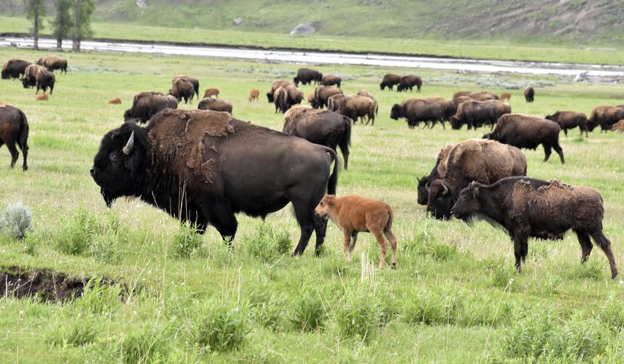 A herd of buffalo, also known as bison, are seen near the Lamar River in Yellowstone National Park, June 14, 2024, near Mammoth Hot Springs, Wyo. A rare white buffalo calf was seen in the park earlier this month. (AP Photo/Matthew Brown)