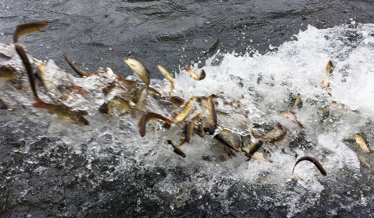 NextImg:Trump revokes Biden’s order for ‘equitable treatment of fish’