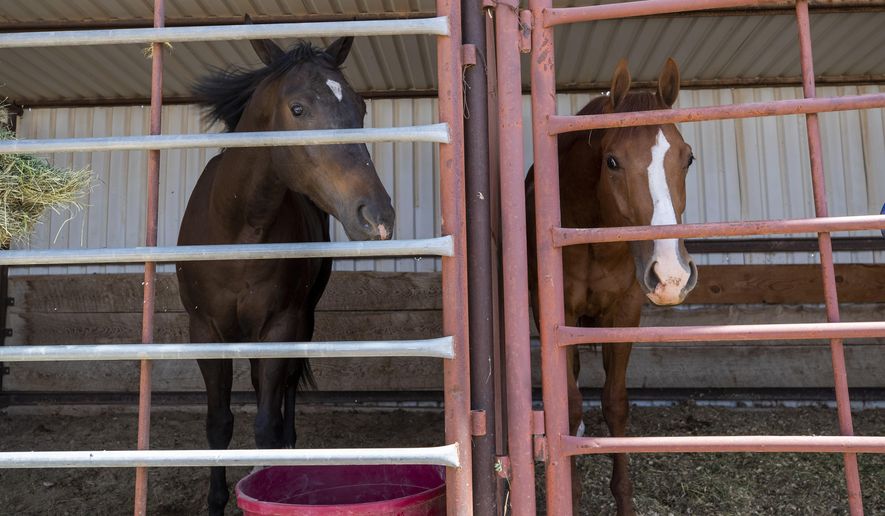 Race horses that were evacuated from Ruidoso Downs rest at a stall in Artesia, N.M., Wednesday, June 19, 2024. A pair of horses were struck and killed after running out onto a freeway near Los Angeles and getting struck by traffic. A third horse was helped out by motorists. (AP Photo/Andres Leighton)