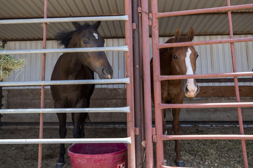 Race horses that were evacuated from Ruidoso Downs rest at a stall in Artesia, N.M., Wednesday, June 19, 2024. A pair of horses were struck and killed after running out onto a freeway near Los Angeles and getting struck by traffic. A third horse was helped out by motorists. (AP Photo/Andres Leighton)