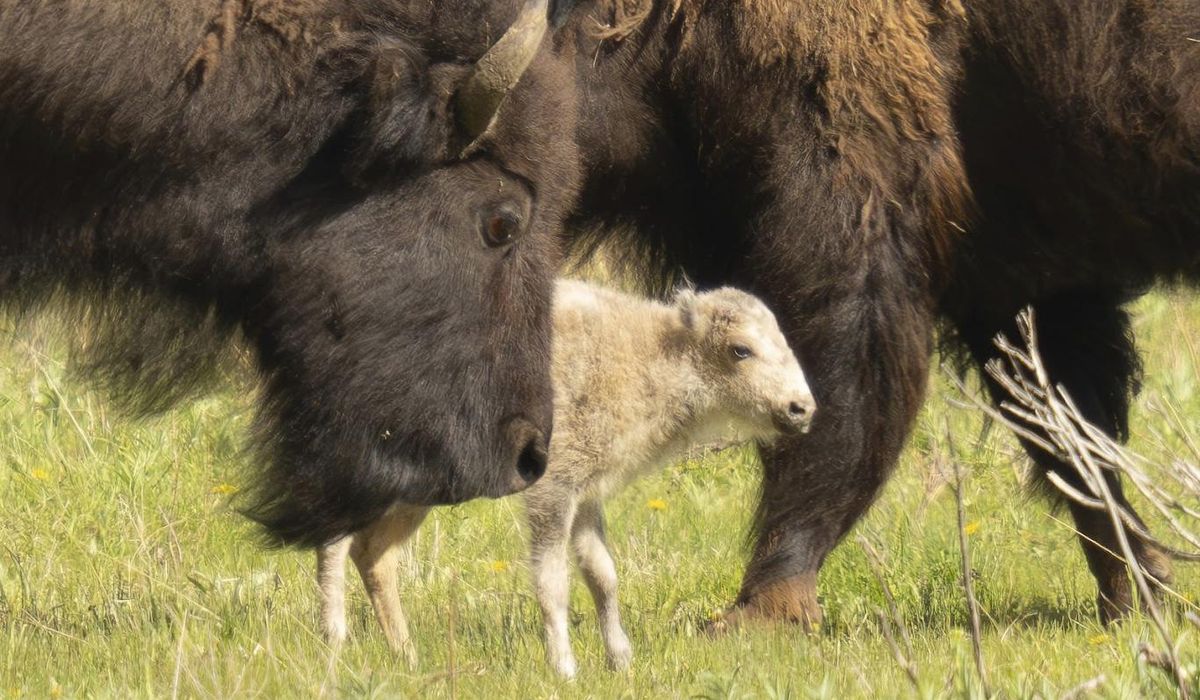 NextImg:Rare white buffalo sacred to Native Americans not seen since June 4 birth, Yellowstone officials say