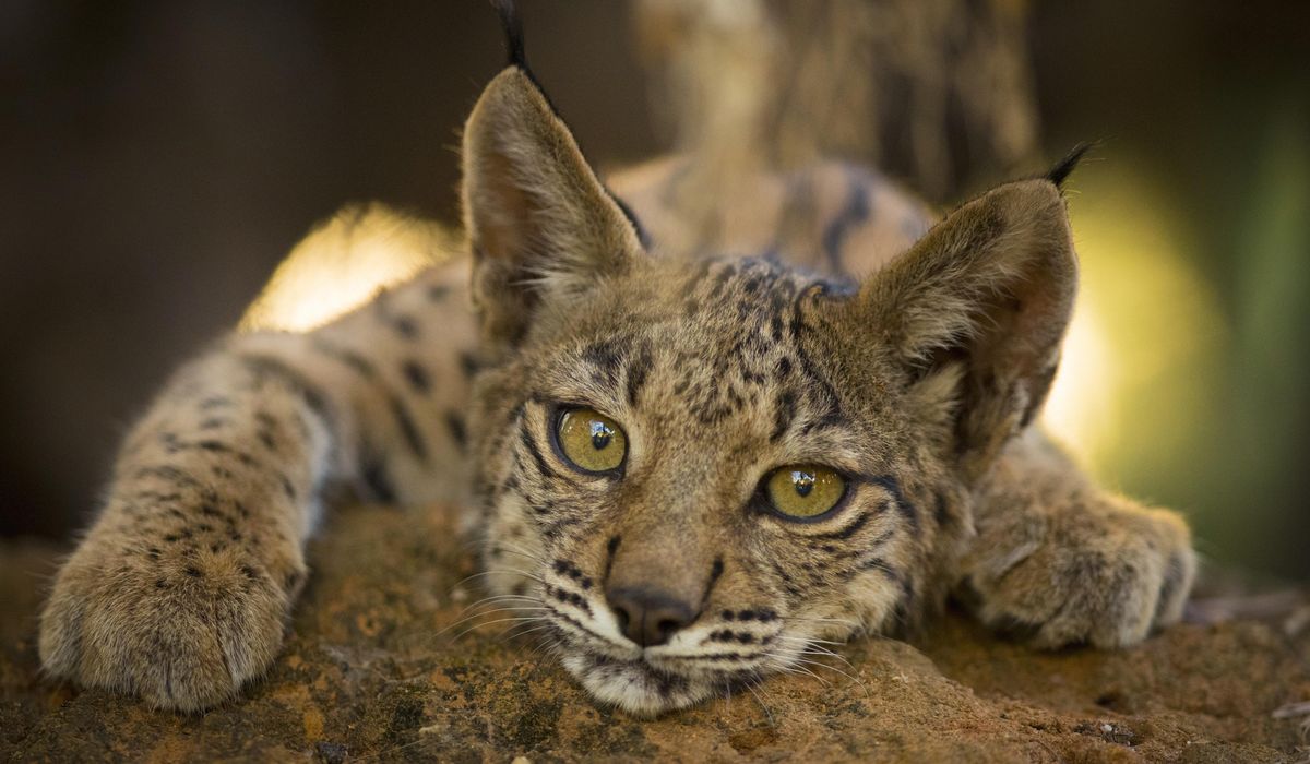 NextImg:List of threatened species grows by 1,000, but conservation efforts bring hope for some animals