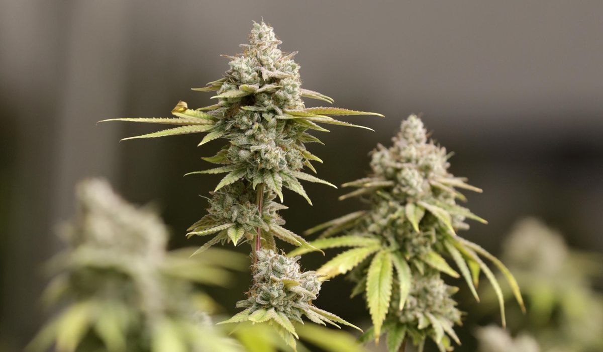 NextImg:Oakland cop sidelined for growing marijuana at his house