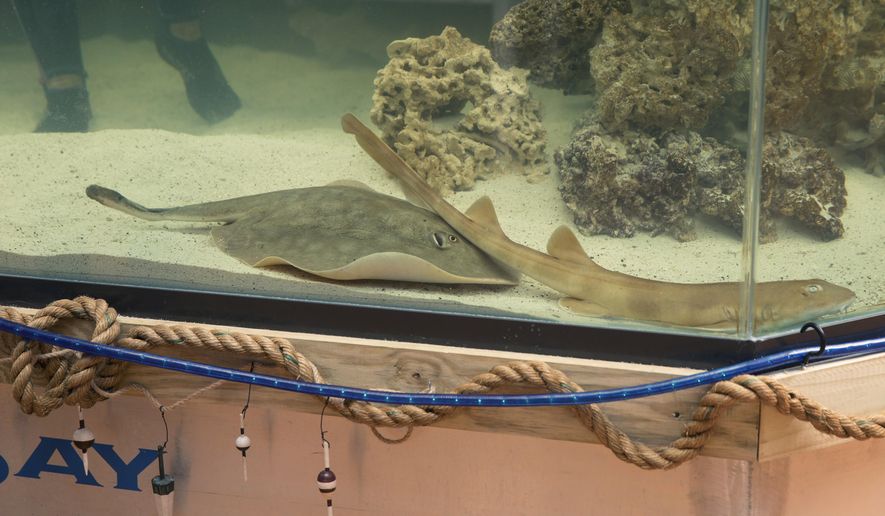 FILE - Charlotte, a round stingray, in an undated photo at the Aquarium and Shark Lab by Team ECCO in Hendersonville, N.C. The North Carolina aquarium that said it had a pregnant stingray with no male companion this winter now says the fish has died after suffering from a rare reproductive disease. The Aquarium and Shark Lab posted a statement on Facebook late Sunday, June 30, 2024 that said Charlotte had passed away. (Aquarium and Shark Lab by Team ECCO via AP)