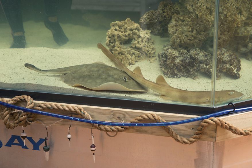 FILE - Charlotte, a round stingray, in an undated photo at the Aquarium and Shark Lab by Team ECCO in Hendersonville, N.C. The North Carolina aquarium that said it had a pregnant stingray with no male companion this winter now says the fish has died after suffering from a rare reproductive disease. The Aquarium and Shark Lab posted a statement on Facebook late Sunday, June 30, 2024 that said Charlotte had passed away. (Aquarium and Shark Lab by Team ECCO via AP)