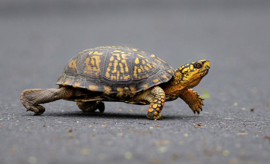 In a photo taken Saturday May, 2, 2009, a male Eastern Box Turtle moves across a path at Wildwood Lake Sanctuary in Harrisburg, Pa. A woman from China was arrested on June 28, 2024, at a Vermont lake bordering Quebec for trying to smuggle 29 eastern box turtles, a protected species, into Canada by kayak, according to Border Patrol agents. (AP Photo/Carolyn Kaster, File)