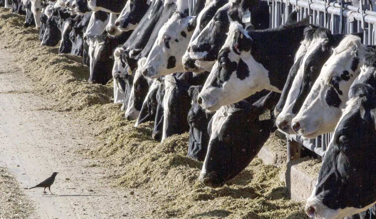 NextImg:Second type of bird flu detected in U.S. dairy cows