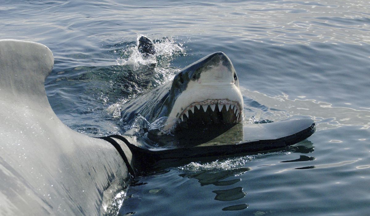NextImg:Massive makos, Queen Bosses and a baby angel shark on Discovery ‘Shark Week,’ where women shine