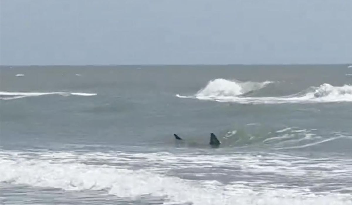 NextImg:No fun on the Fourth: Shark attacks 4 swimmers off Texas’ South Padre Island
