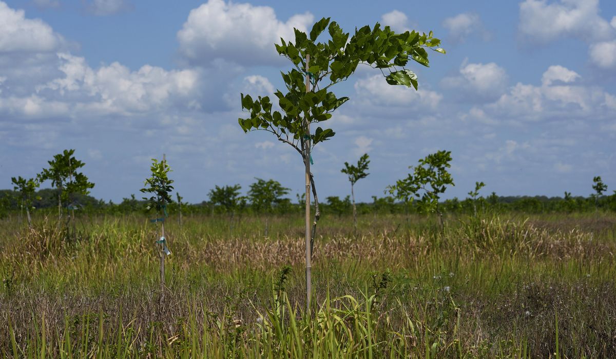 NextImg:Ancient trees from India grow where citrus once flourished, offering renewable energy