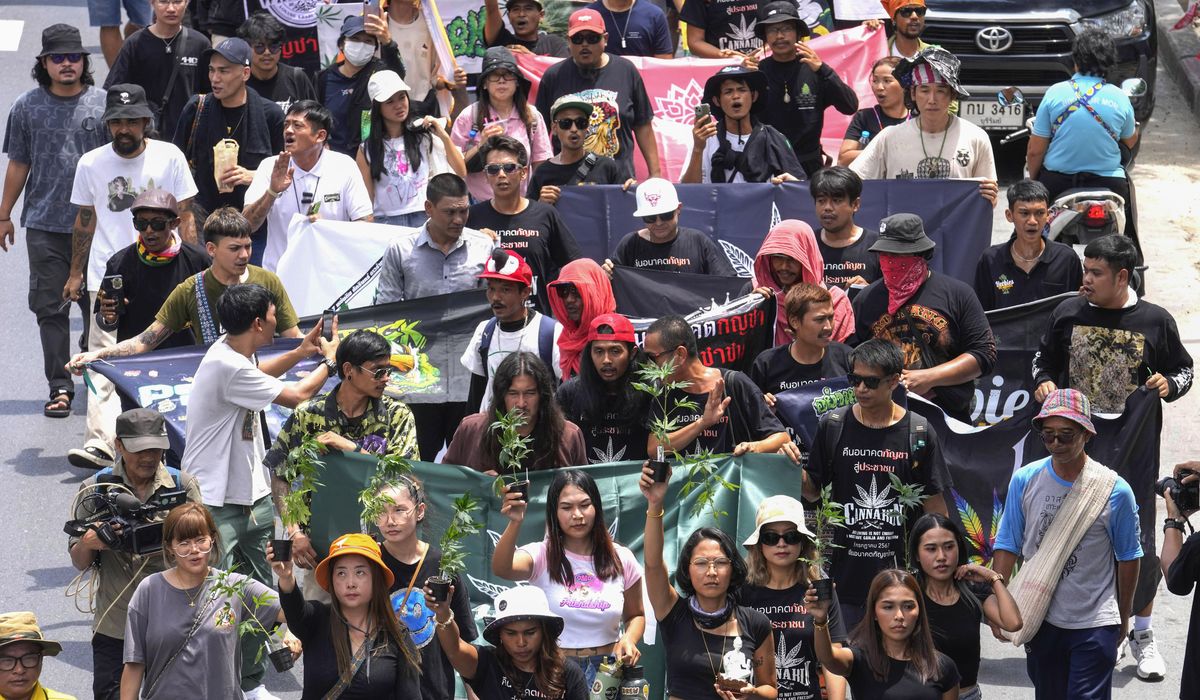 NextImg:Cannabis advocates in Thailand protest a proposal to ban again its general use
