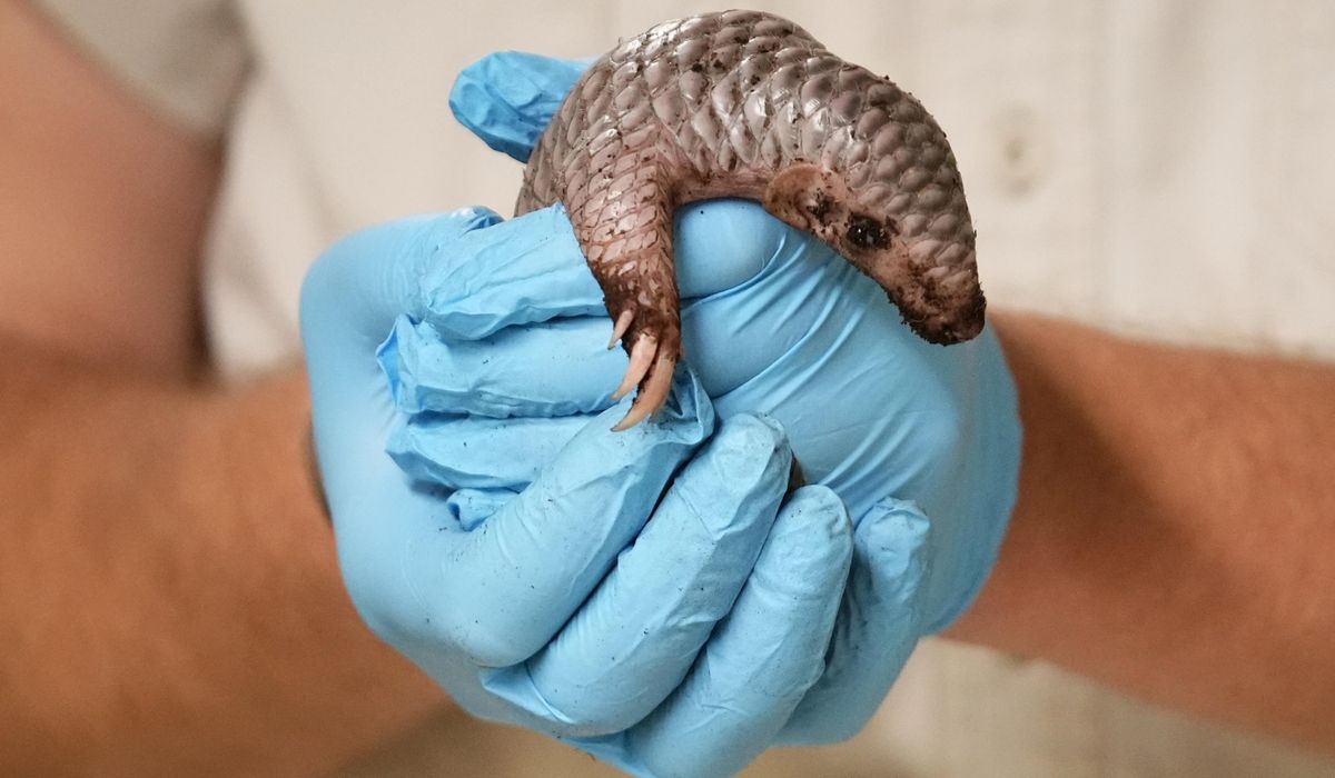 NextImg:A second critically endangered Chinese pangolin is born in the Prague zoo in less than 2 years