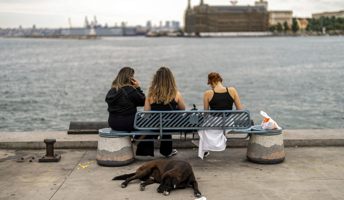 NextImg:Turkey proposes bill aimed at managing large stray dog population. Critics say it’s inhumane
