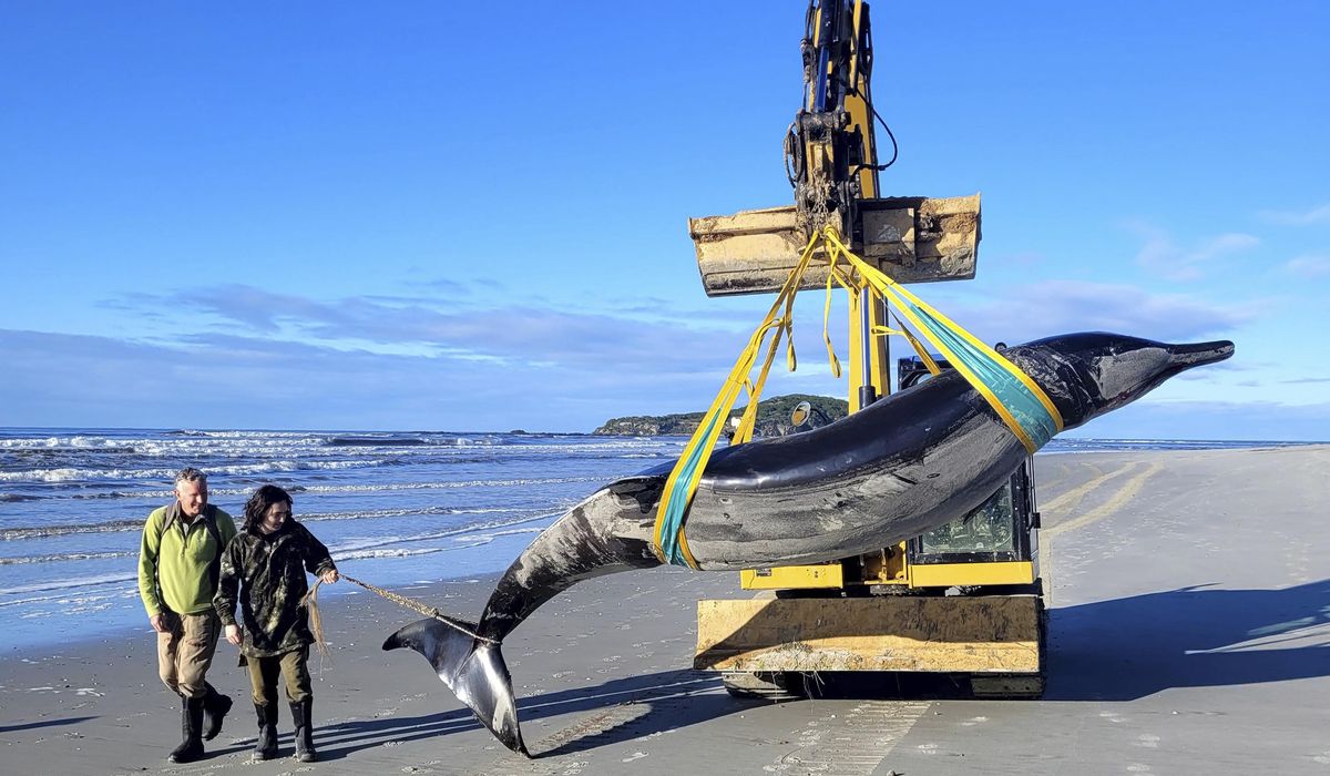 NextImg:World’s rarest whale may have washed up on New Zealand beach, possibly shedding clues on species