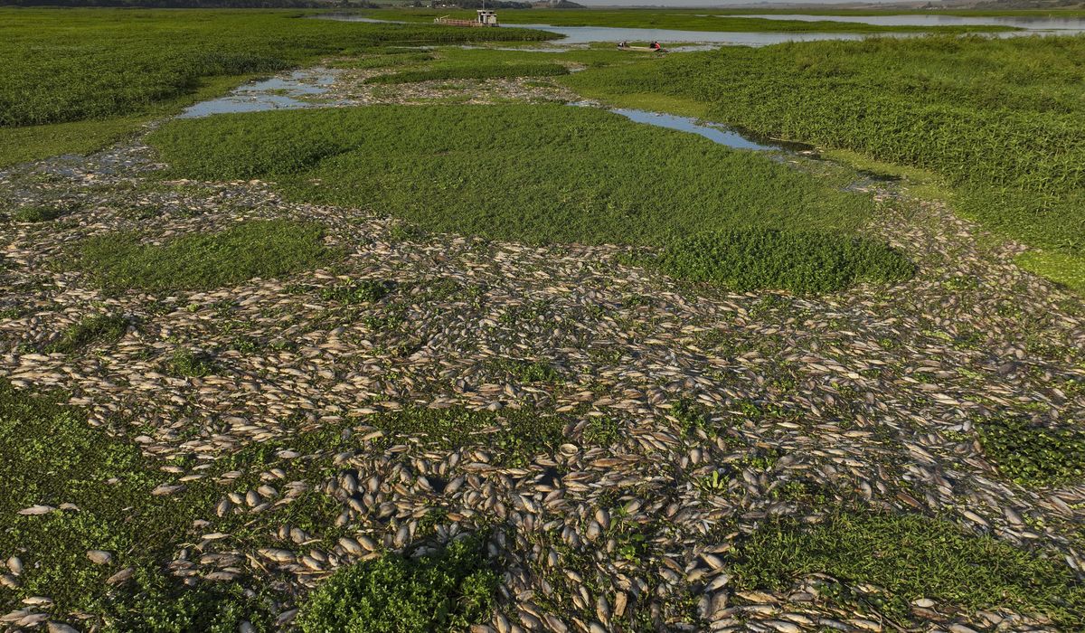 NextImg:Tons of dead fish cover major Sao Paulo river after alleged dumping of industrial waste