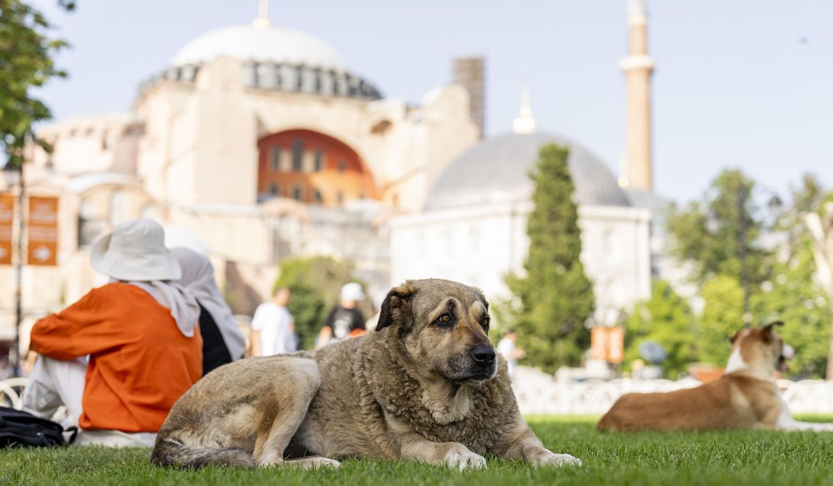NextImg:Turkish legislators hold tense debate on bill to control stray dogs. Critics fear a mass culling