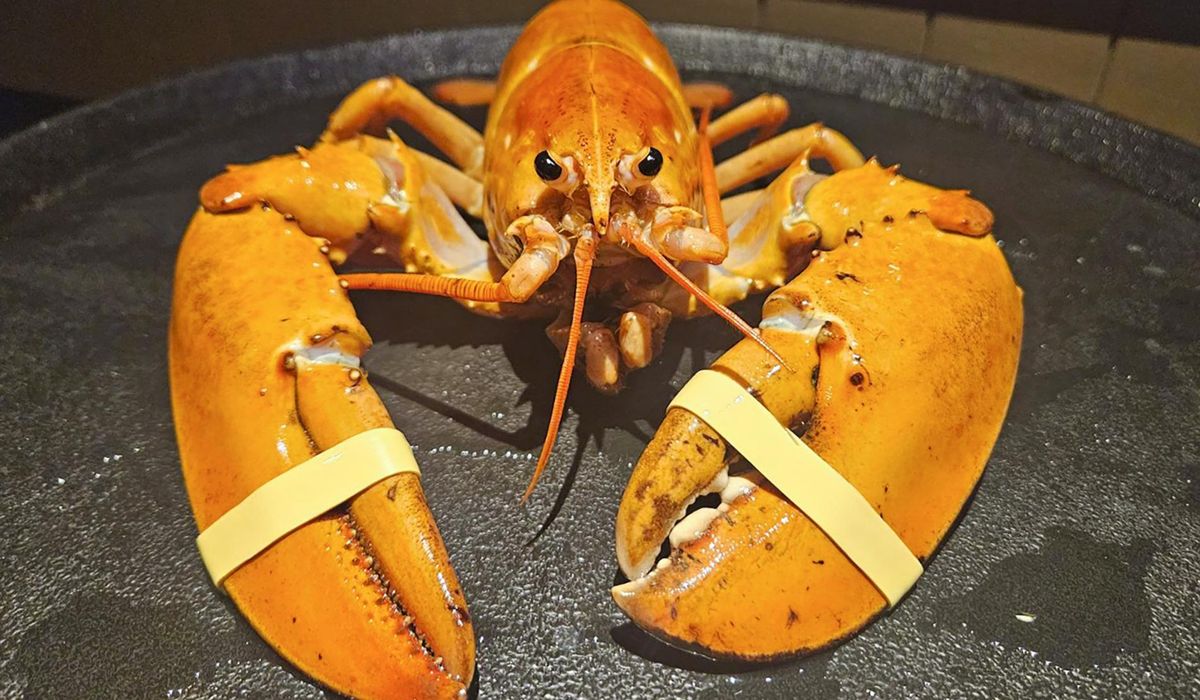 NextImg:Rare orange lobster spared by Colorado Red Lobster employees