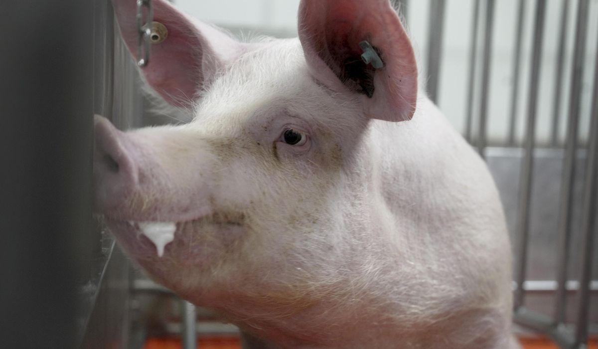 NextImg:Meet some of the world’s cleanest pigs, raised to grow kidneys and hearts for humans