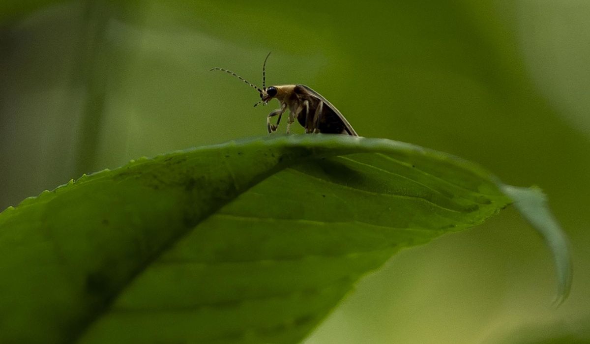 NextImg:Fireflies light up D.C., thanks to good weather earlier in year