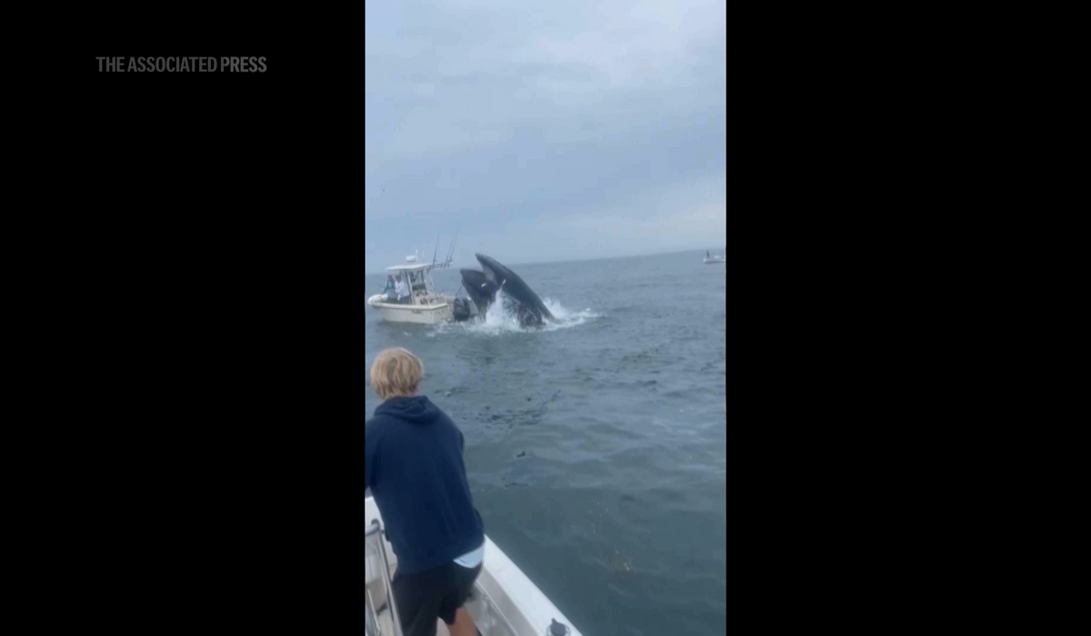 NextImg:WATCH: Whale surfaces, capsizes fishing boat off New Hampshire coast