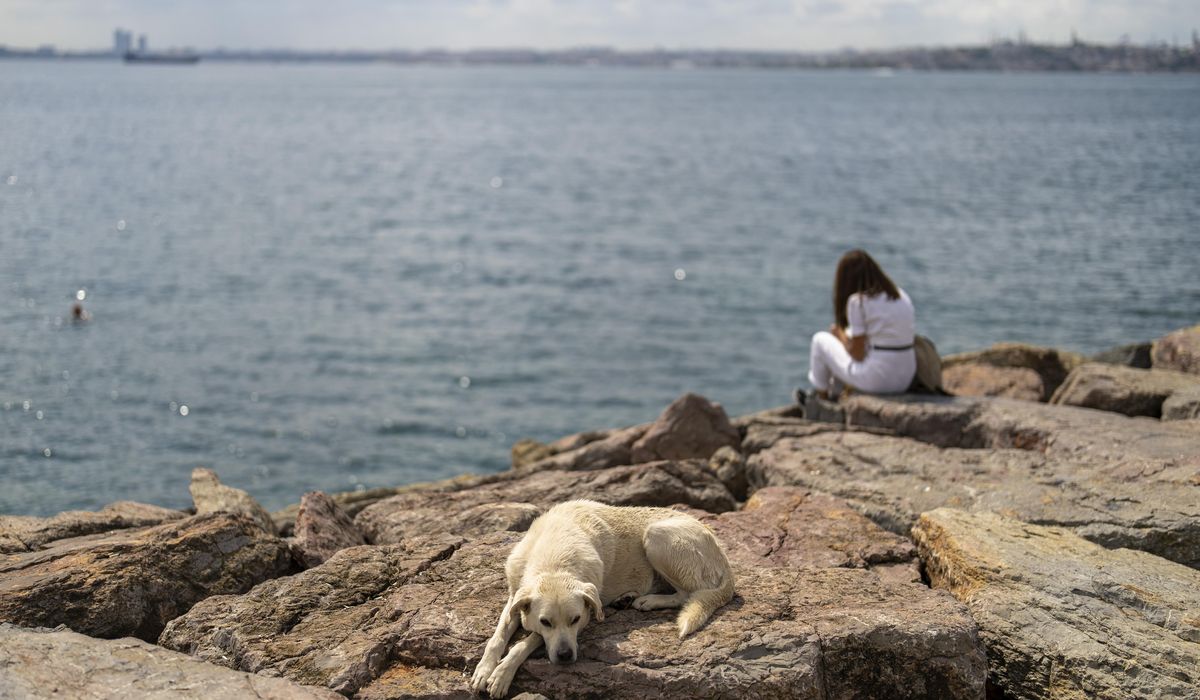 NextImg:Turkey plans to regulate a large stray dog population, raising some fears about mass killings