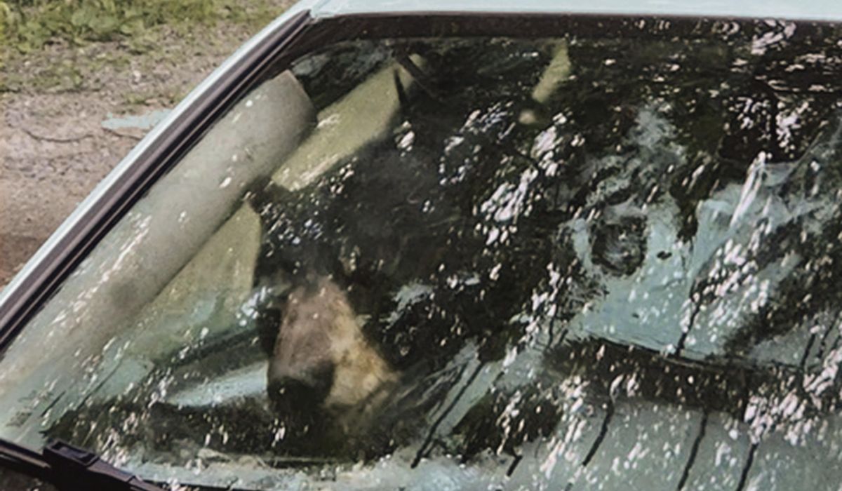 NextImg:Black bear and cub destroy car in Connecticut after getting trapped inside