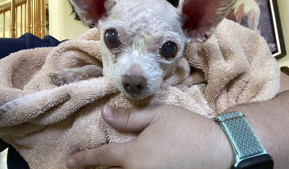 NextImg:Gizmo the dog went missing in Las Vegas in 2015. He’s been found alive after 9 years