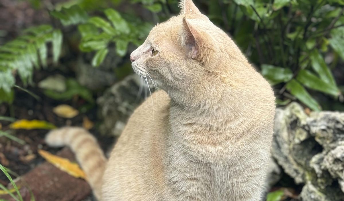 NextImg:California man accused of luring cats to kill them