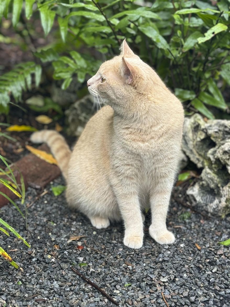 A cat sits outside the Hemingway House museum in Key West, Florida, on March 22, 2024. (AP Photo by Kaitlyn Braverman) ** FILE **