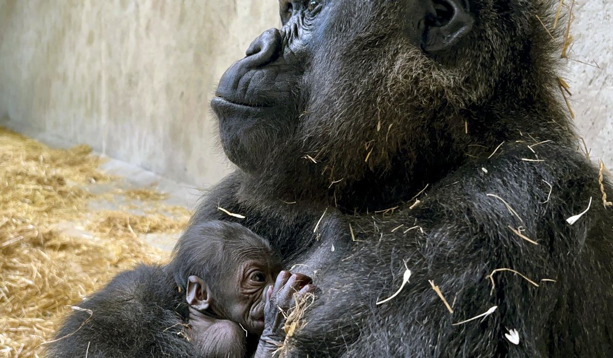 NextImg:Baby gorilla is born at Detroit Zoo, the first in its 96-year history