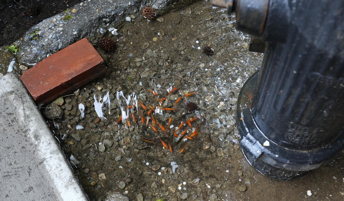 NextImg:A homemade aquarium appeared in a Brooklyn tree bed. Then came the goldfish heist