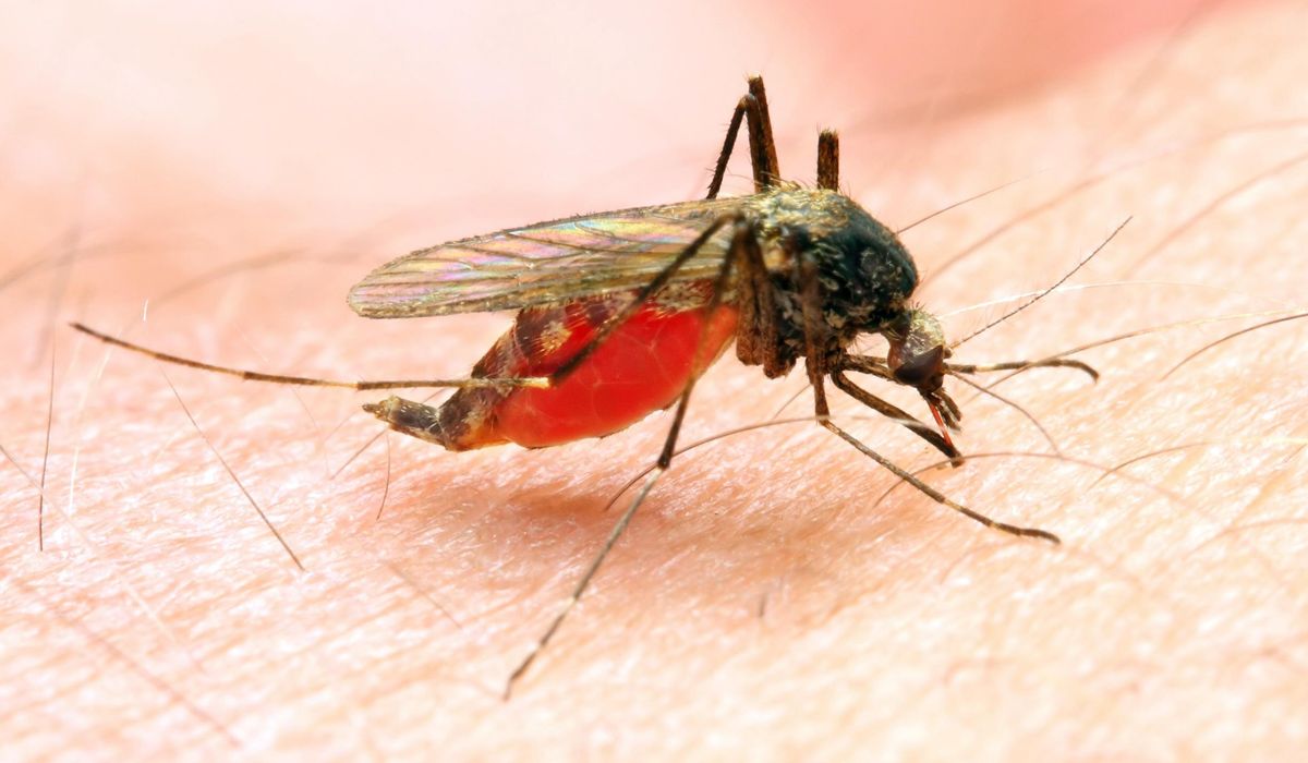 NextImg:New Hampshirite tests positive for three mosquito-borne viruses