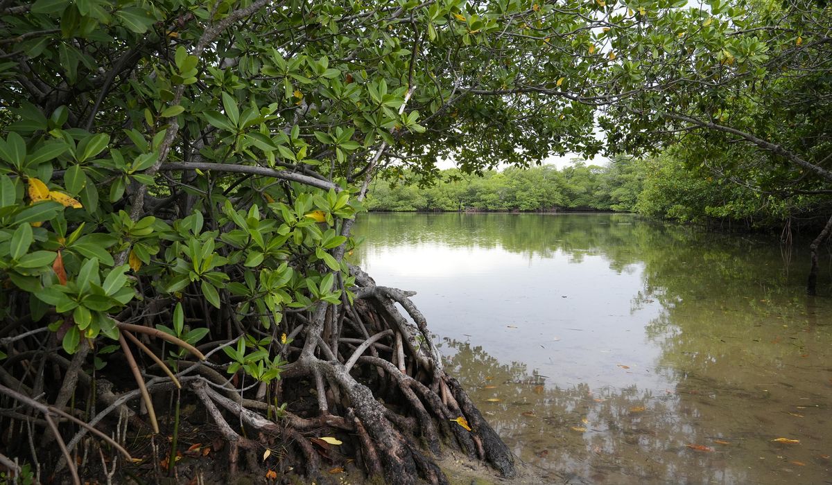 NextImg:Floridians balk at DeSantis administration plan to build golf courses at state parks