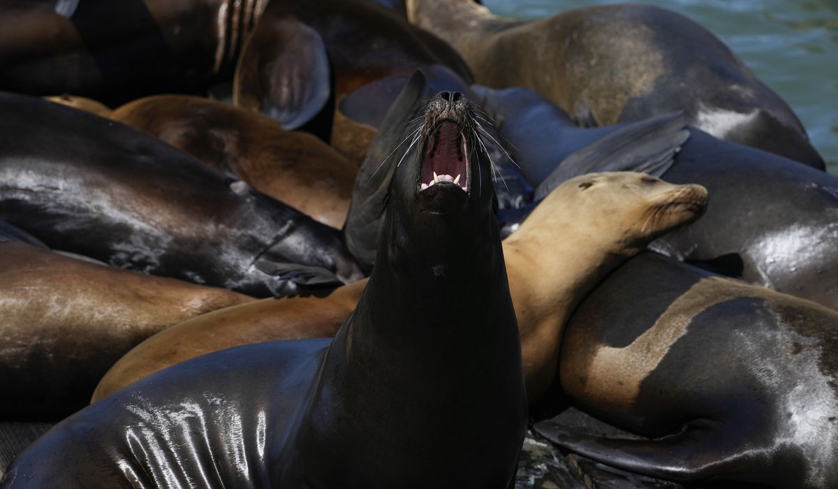 NextImg:$20,000 reward offered after sea lion is fatally shot on a California beach