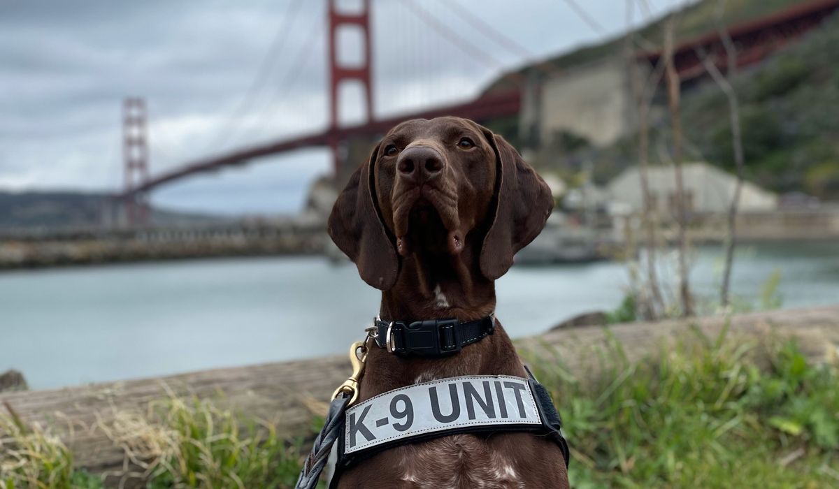 NextImg:Barni, a German shorthaired pointer, wins TSA’s ‘cutest canine’ of 2024