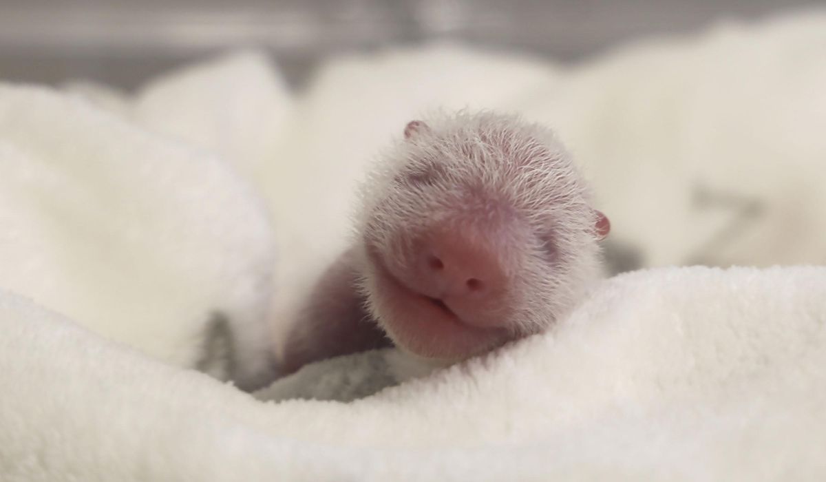 NextImg:Germany’s newest panda twins thrive during first 5 days in Berlin Zoo